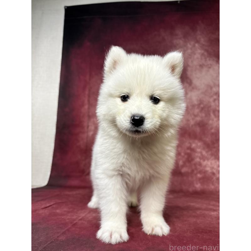 販売中の埼玉県のサモエド-456343の2枚目