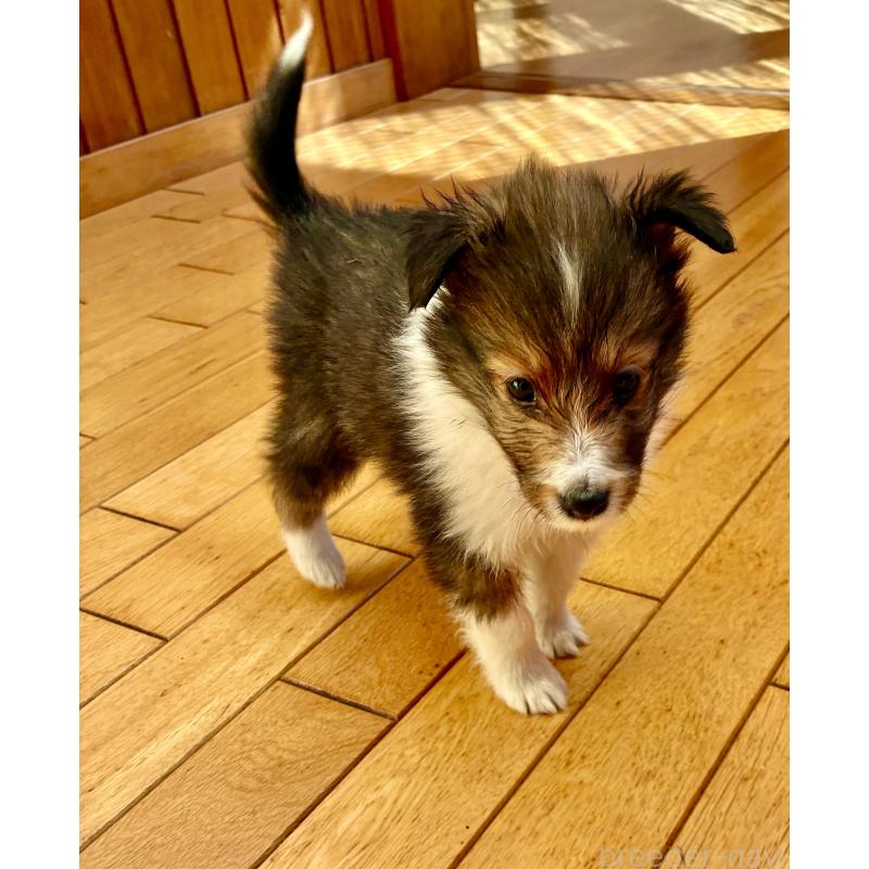 販売中の静岡県のシェットランドシープドッグ(シェルティ)-456163の2枚目