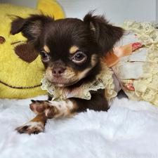 ♀︎チワワ(ロングコート)