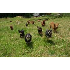 ♀︎チワックス:チワワ×ミニチュアダックスフンド