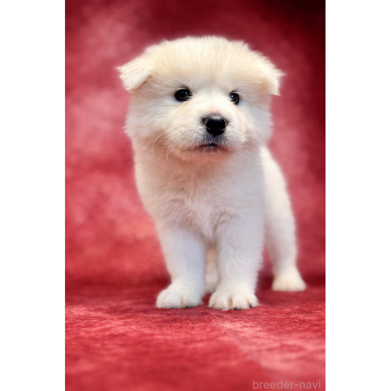 販売中の埼玉県のサモエド-456344の13枚目