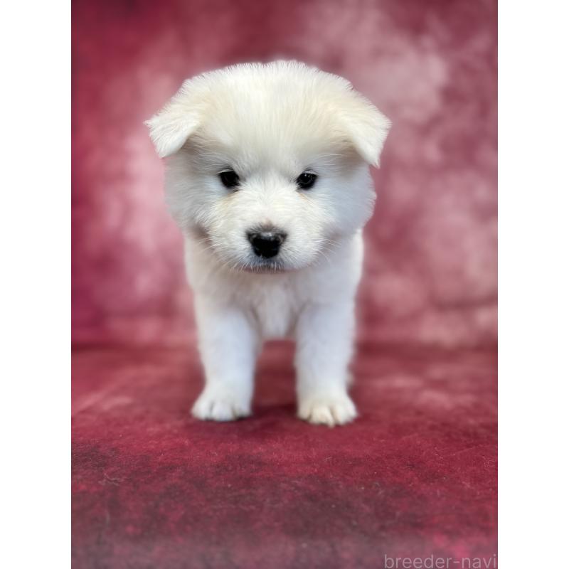 販売中の埼玉県のサモエド-456344の12枚目