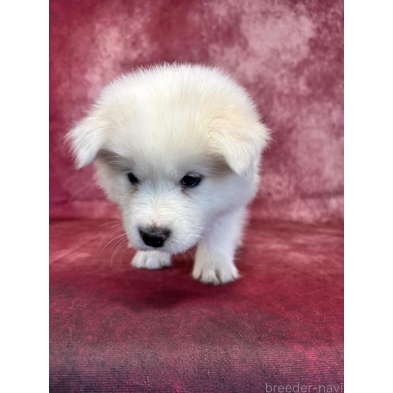 販売中の埼玉県のサモエド-456344の11枚目