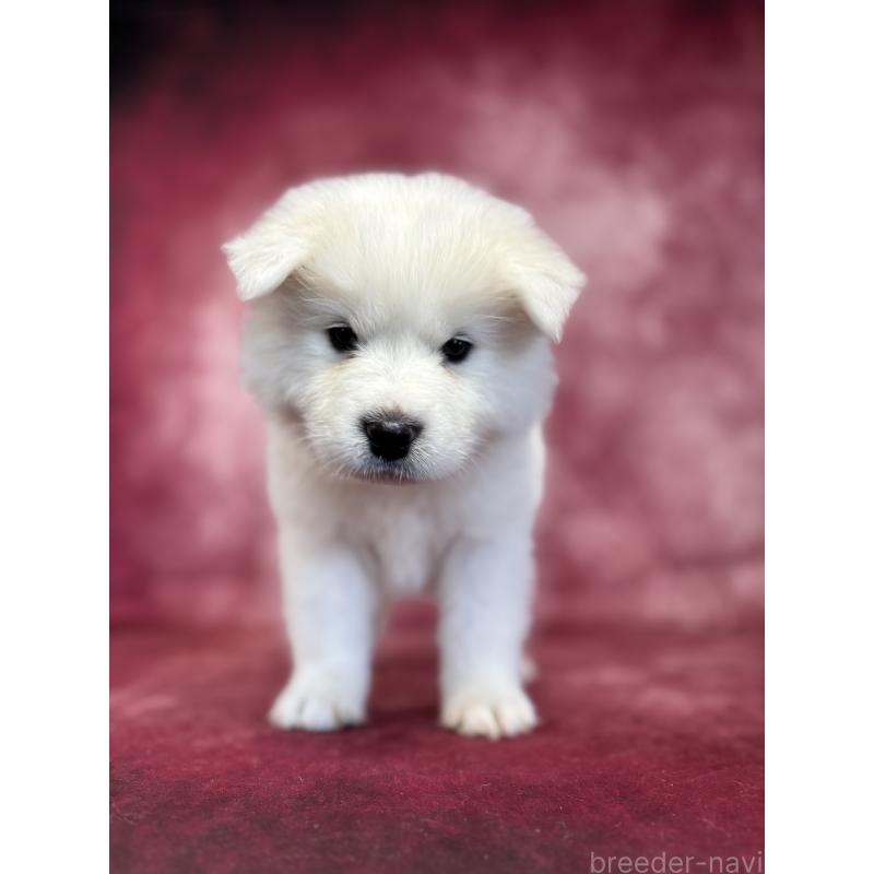 販売中の埼玉県のサモエド-456344の10枚目