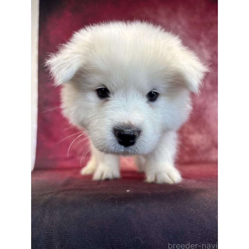 販売中の埼玉県のサモエド-456344の9枚目