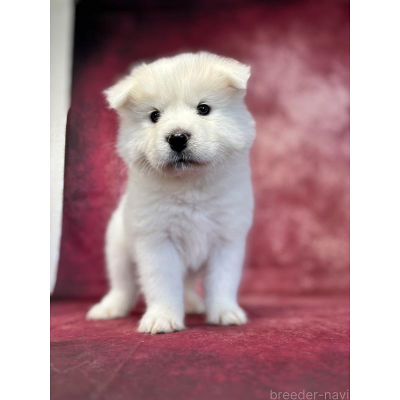 販売中の埼玉県のサモエド-456344の8枚目