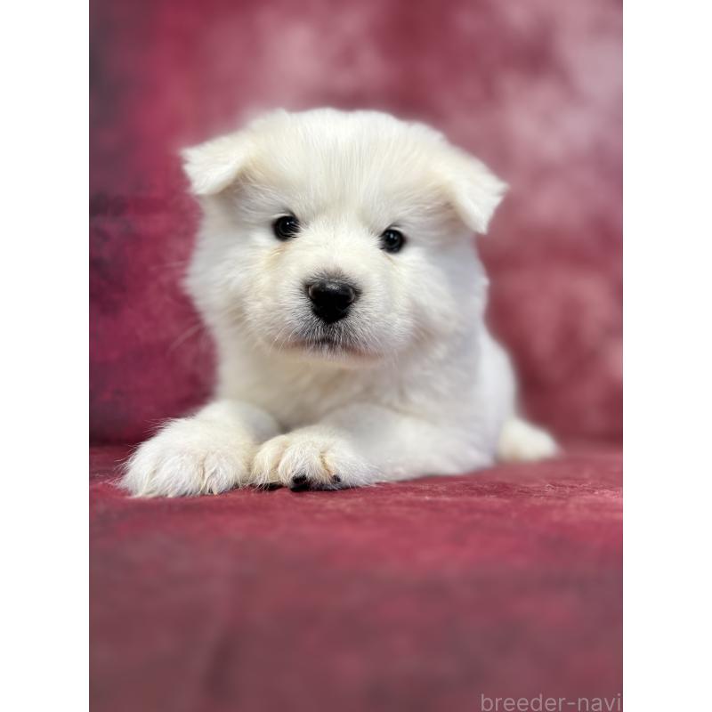 販売中の埼玉県のサモエド-456344の7枚目