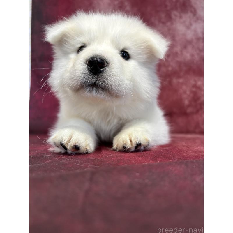 販売中の埼玉県のサモエド-456344の6枚目