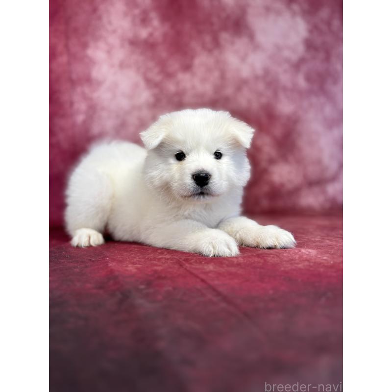 販売中の埼玉県のサモエド-456344の5枚目