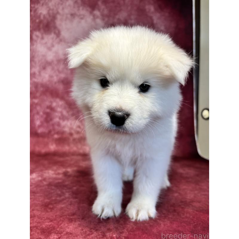 販売中の埼玉県のサモエド-456344の4枚目