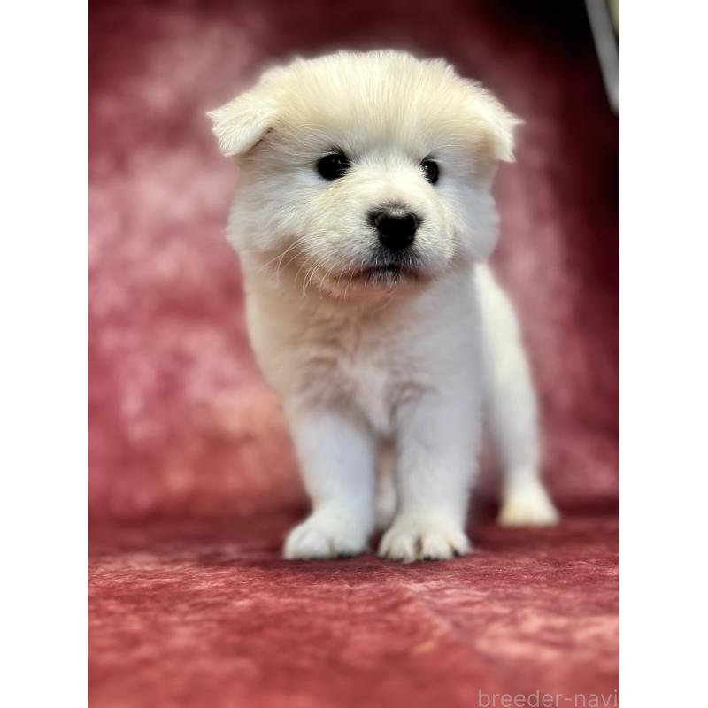 販売中の埼玉県のサモエド-456344の3枚目