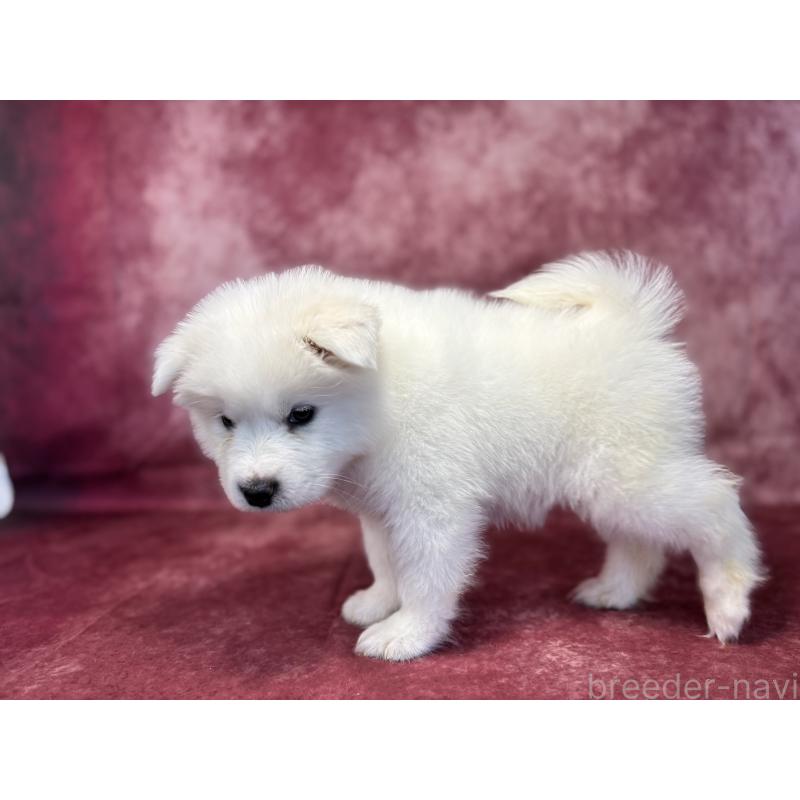 販売中の埼玉県のサモエド-456344の2枚目