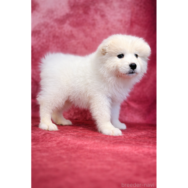 販売中の埼玉県のサモエド-456345の10枚目