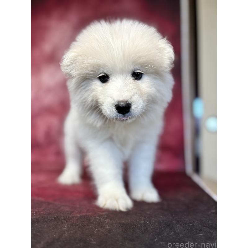 販売中の埼玉県のサモエド-456345の9枚目