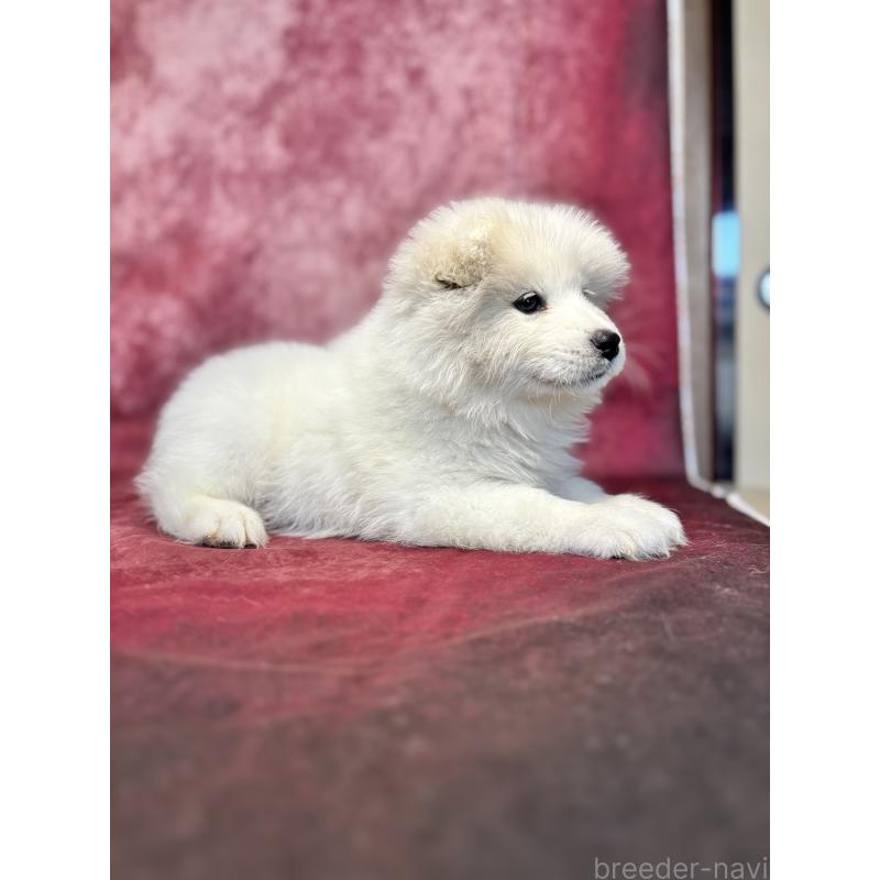 販売中の埼玉県のサモエド-456345の8枚目