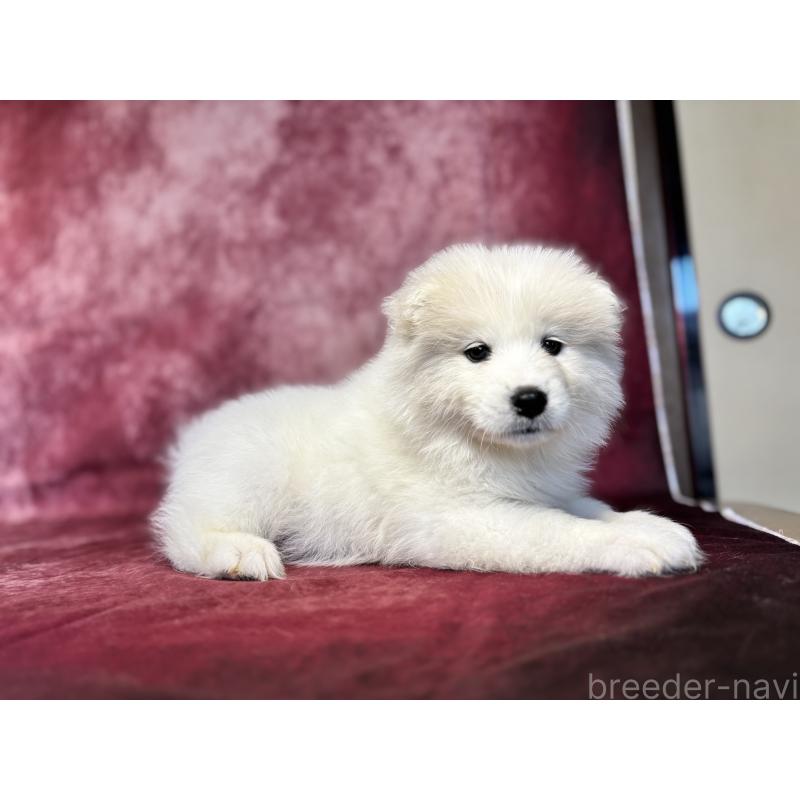 販売中の埼玉県のサモエド-456345の7枚目