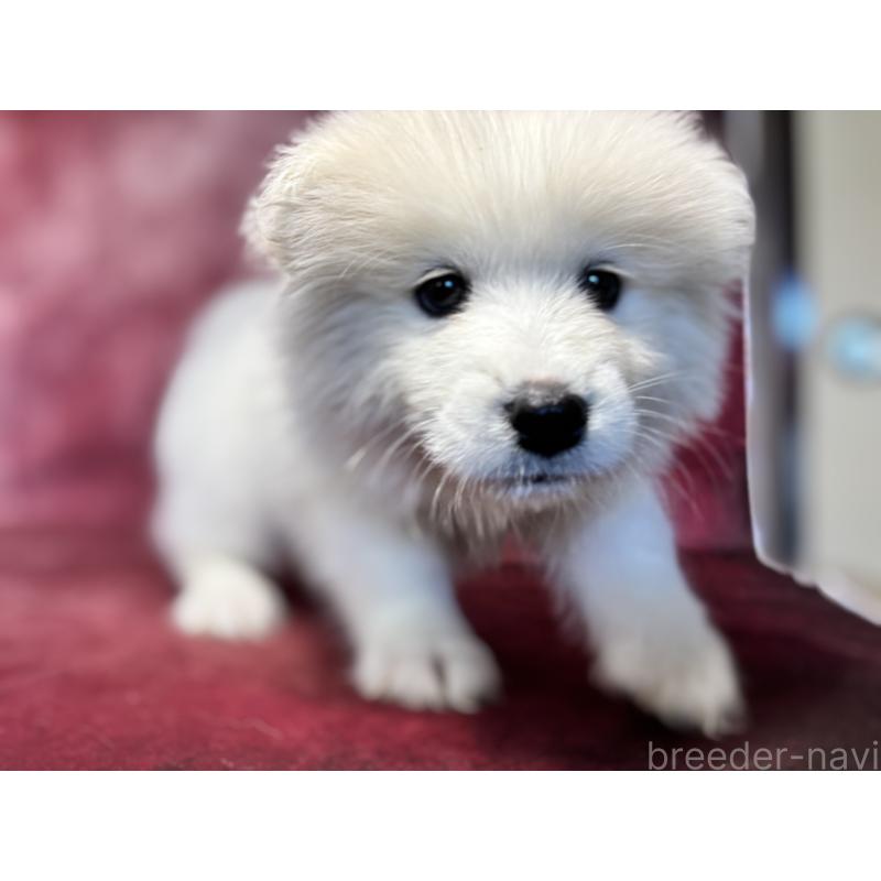 販売中の埼玉県のサモエド-456345の6枚目