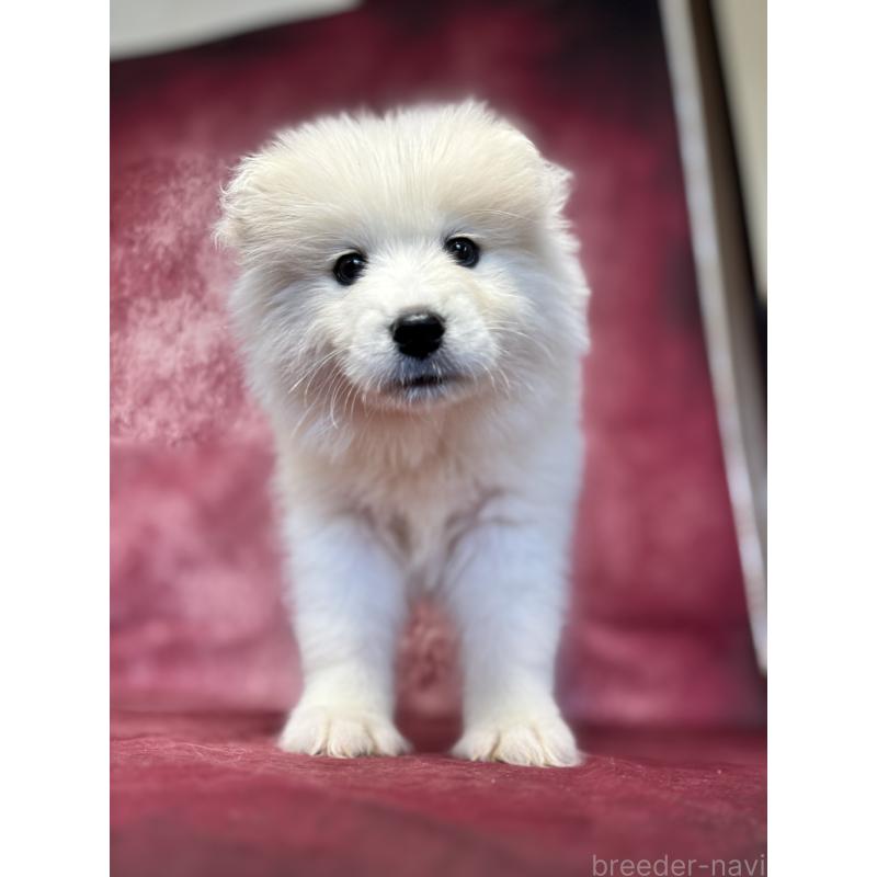 販売中の埼玉県のサモエド-456345の5枚目