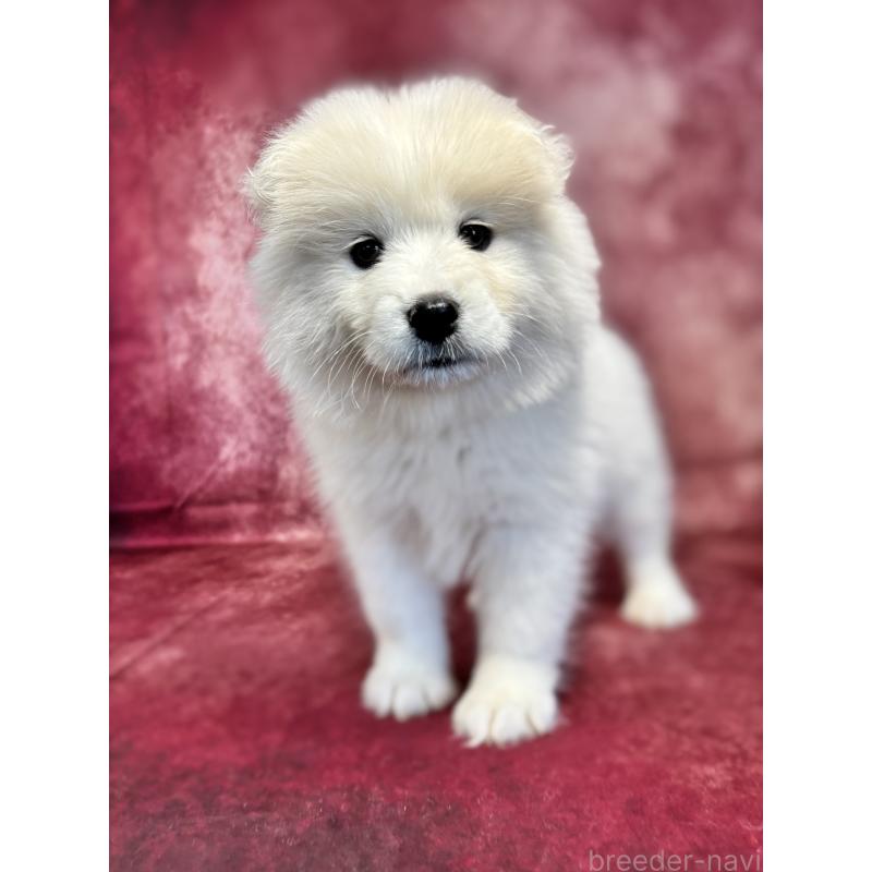 販売中の埼玉県のサモエド-456345の4枚目