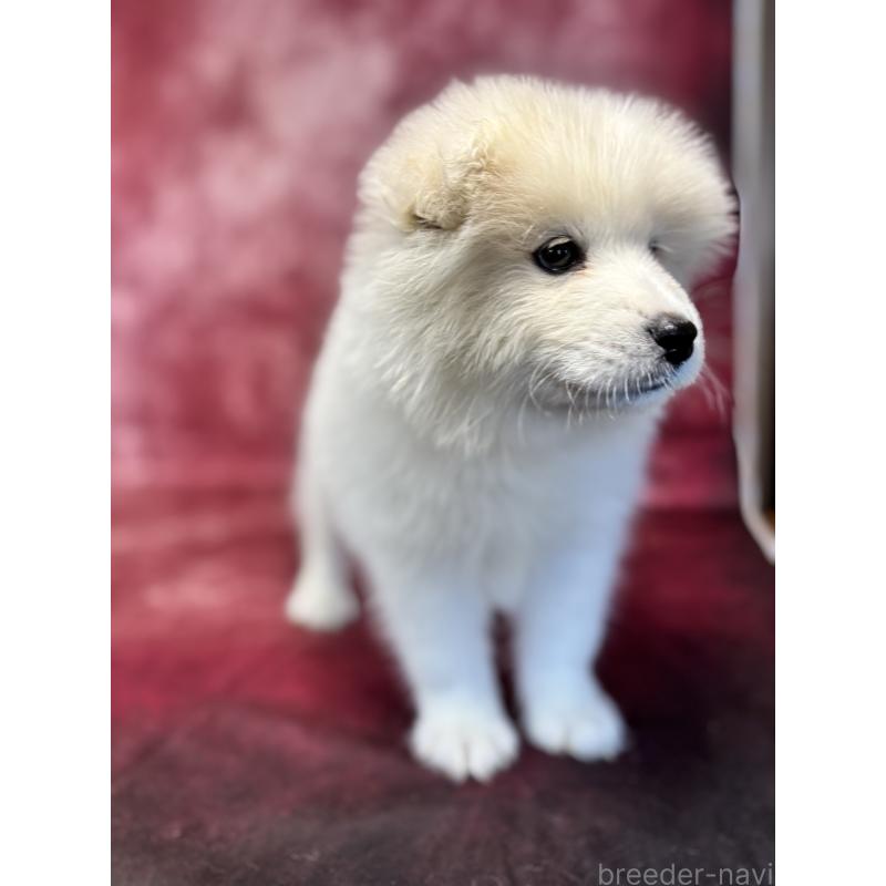 販売中の埼玉県のサモエド-456345の3枚目