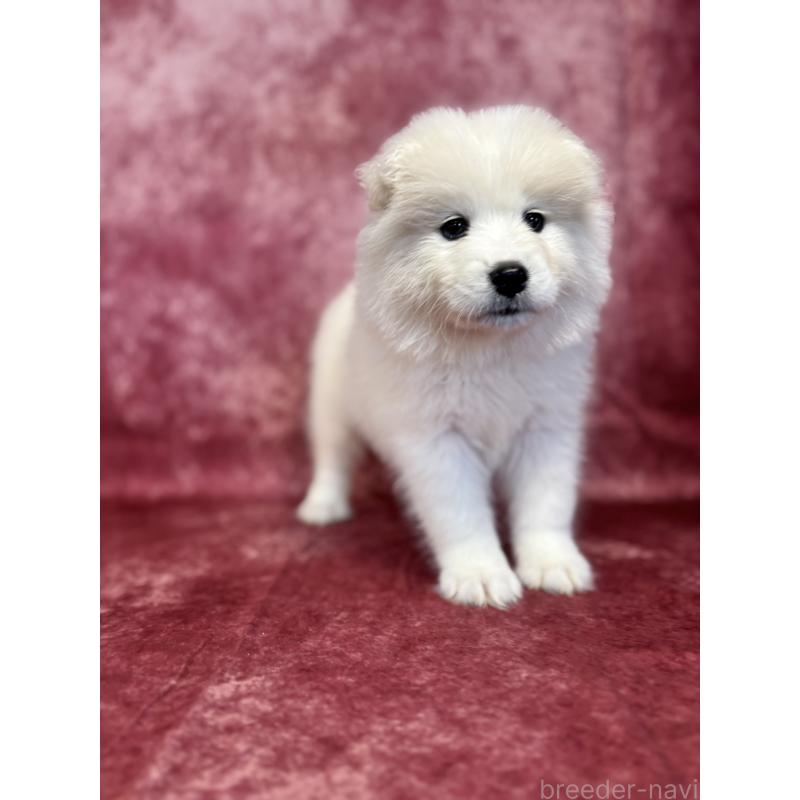 販売中の埼玉県のサモエド-456345の2枚目