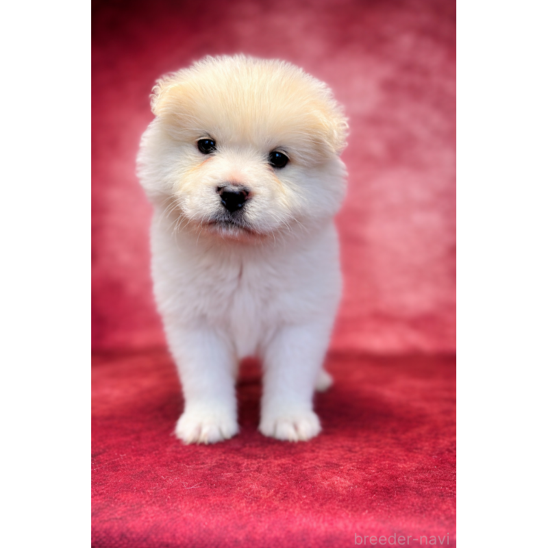 販売中の埼玉県のサモエド-456346の13枚目