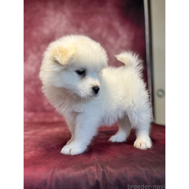 販売中の埼玉県のサモエド-456346の11枚目