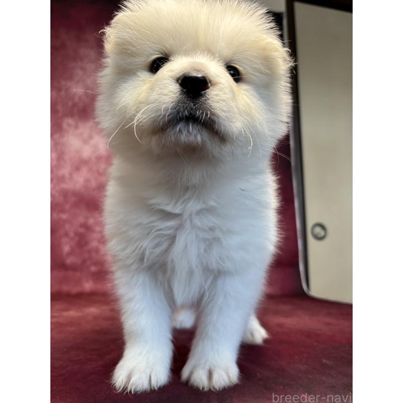 販売中の埼玉県のサモエド-456346の10枚目