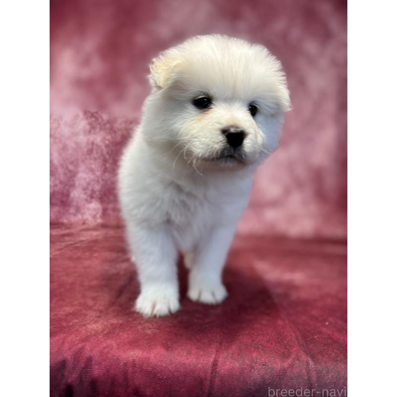 販売中の埼玉県のサモエド-456346の9枚目