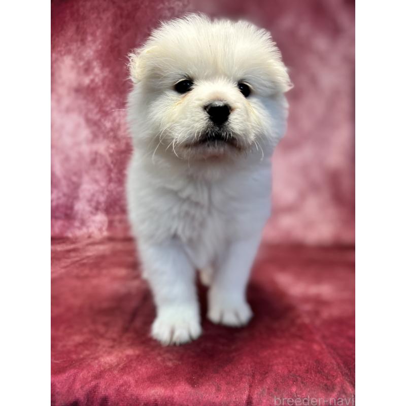 販売中の埼玉県のサモエド-456346の8枚目