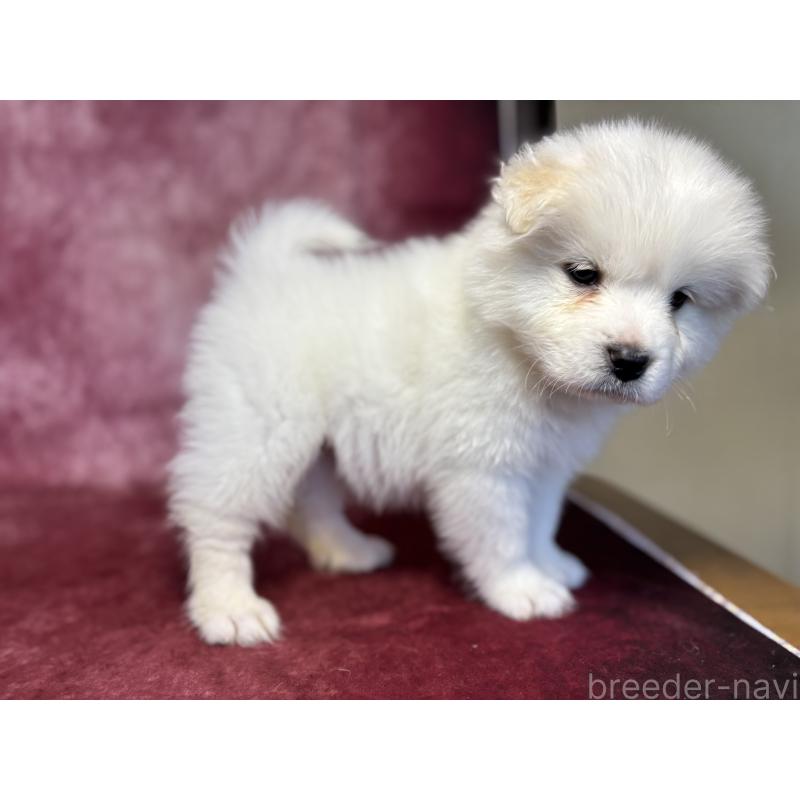 販売中の埼玉県のサモエド-456346の7枚目