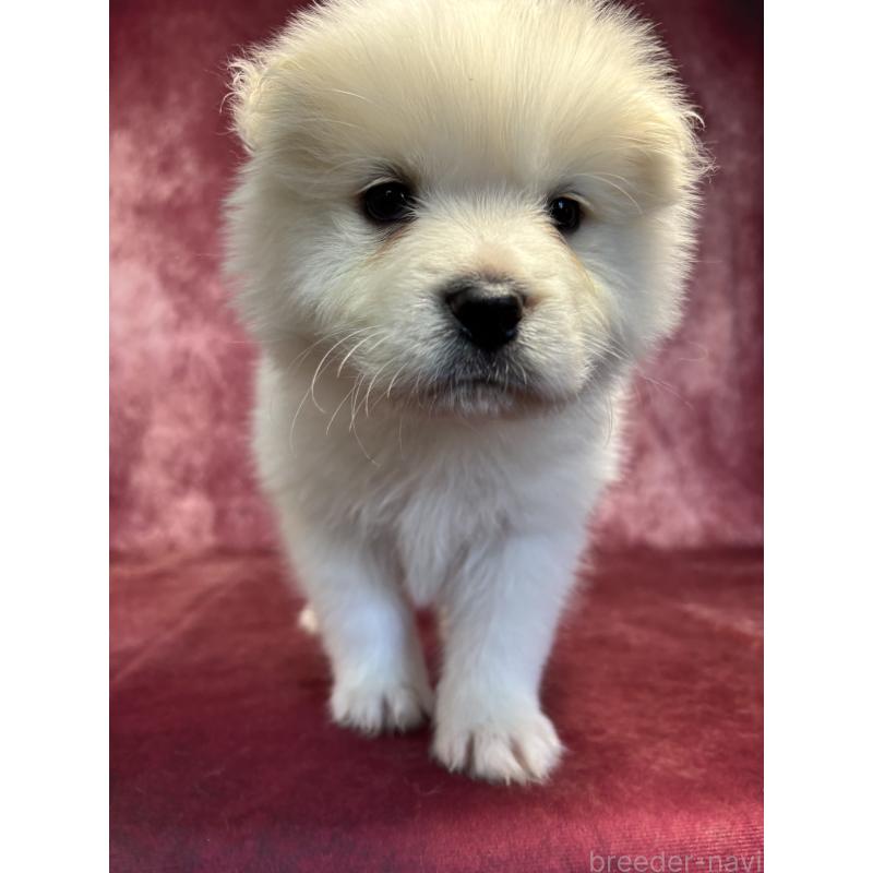 販売中の埼玉県のサモエド-456346の6枚目