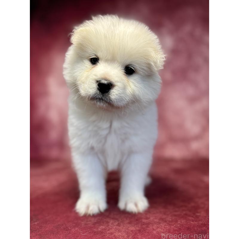 販売中の埼玉県のサモエド-456346の5枚目