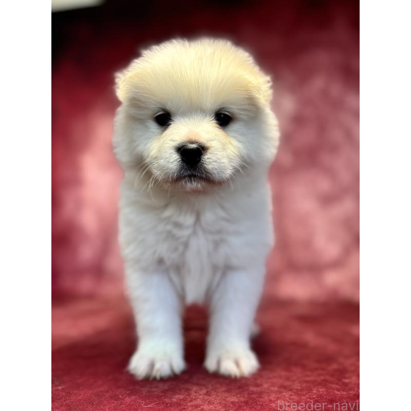 販売中の埼玉県のサモエド-456346の4枚目