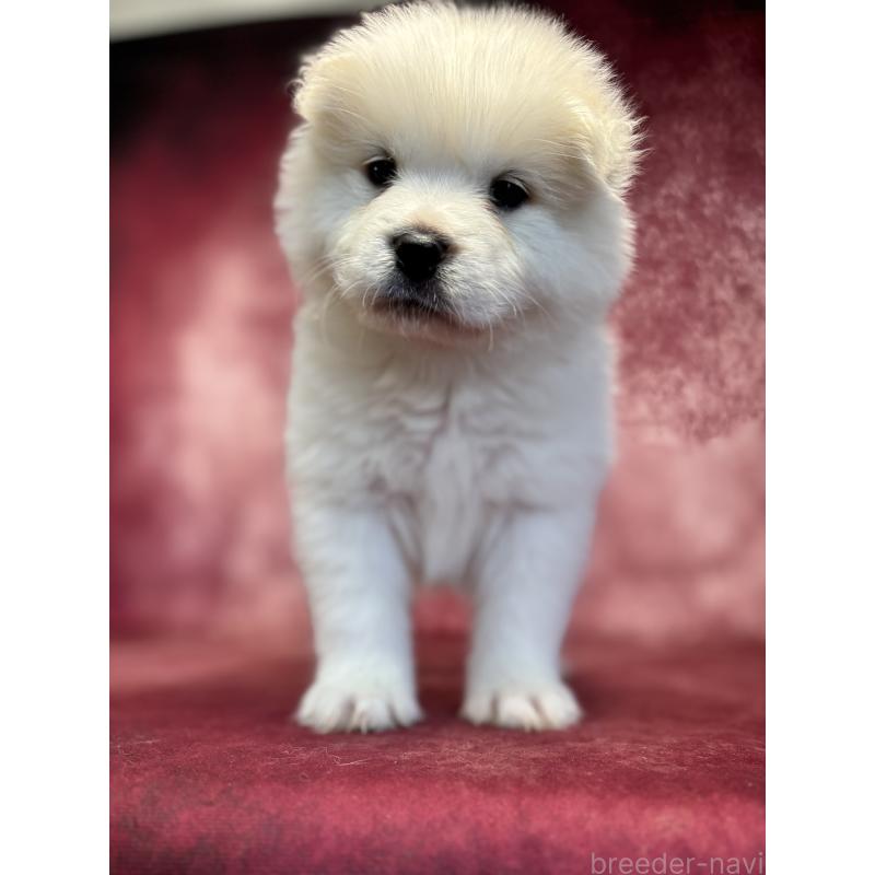 販売中の埼玉県のサモエド-456346の3枚目