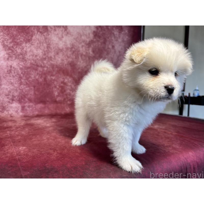 販売中の埼玉県のサモエド-456346の2枚目