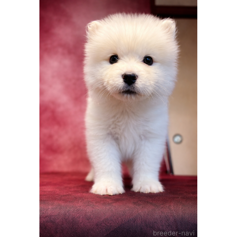 販売中の埼玉県のサモエド-456347の12枚目