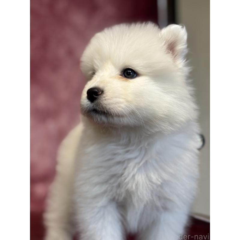 販売中の埼玉県のサモエド-456347の11枚目