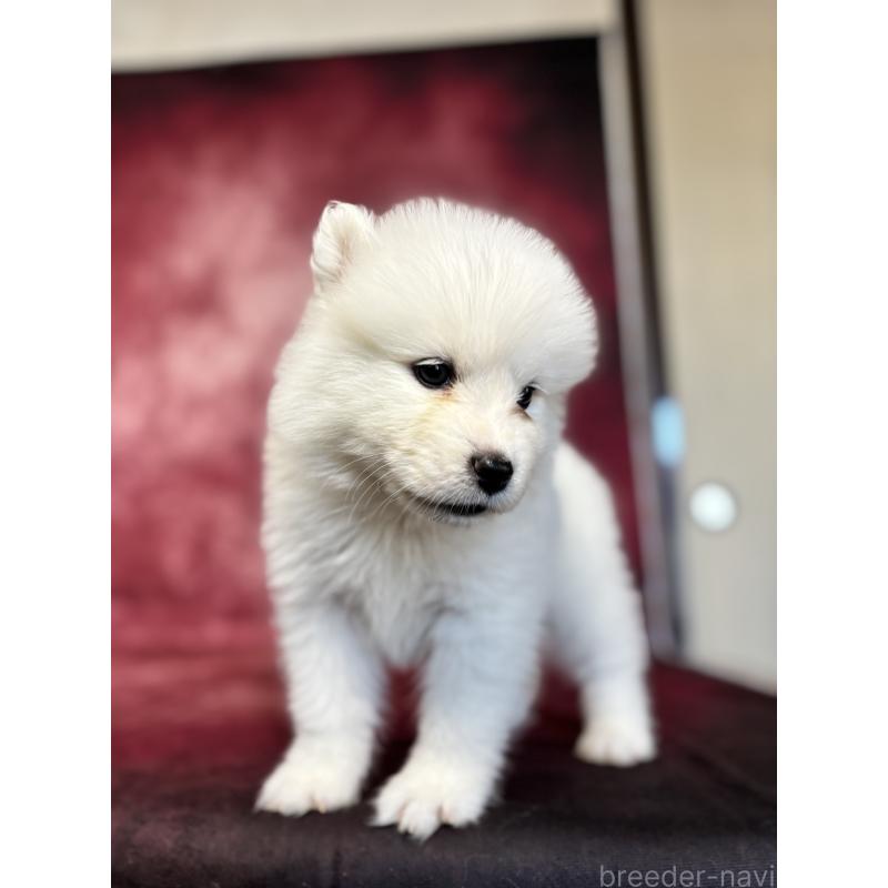 販売中の埼玉県のサモエド-456347の10枚目