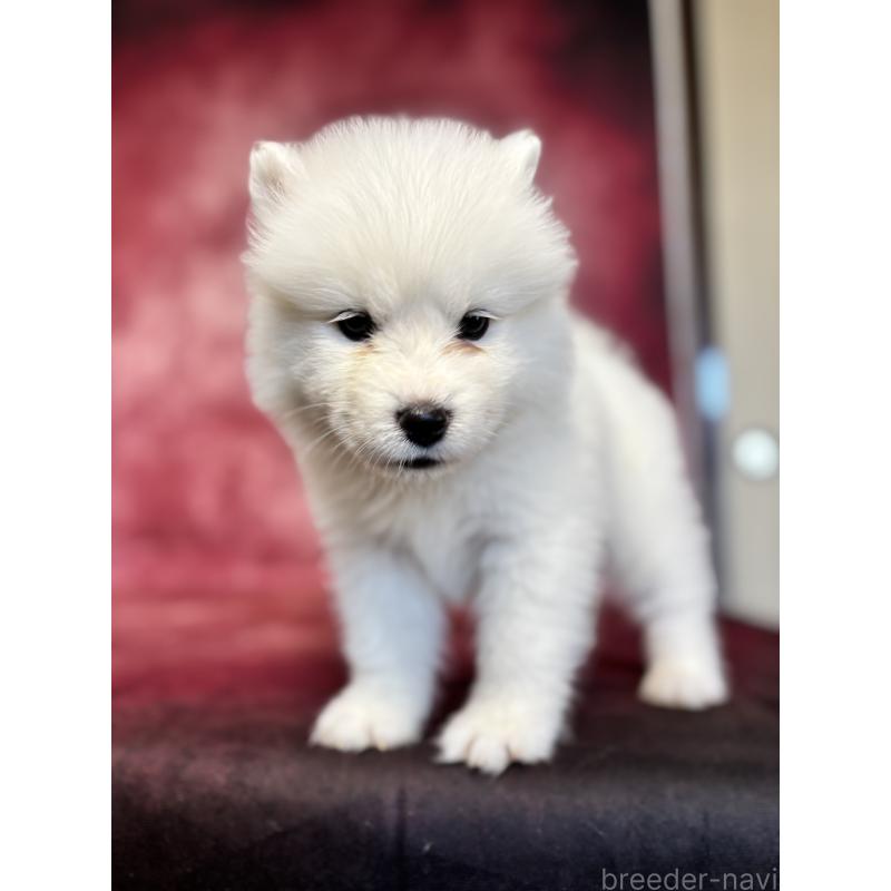 販売中の埼玉県のサモエド-456347の9枚目