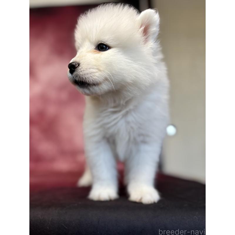 販売中の埼玉県のサモエド-456347の8枚目