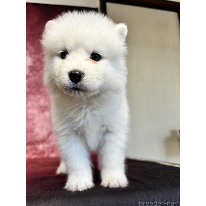 販売中の埼玉県のサモエド-456347の7枚目