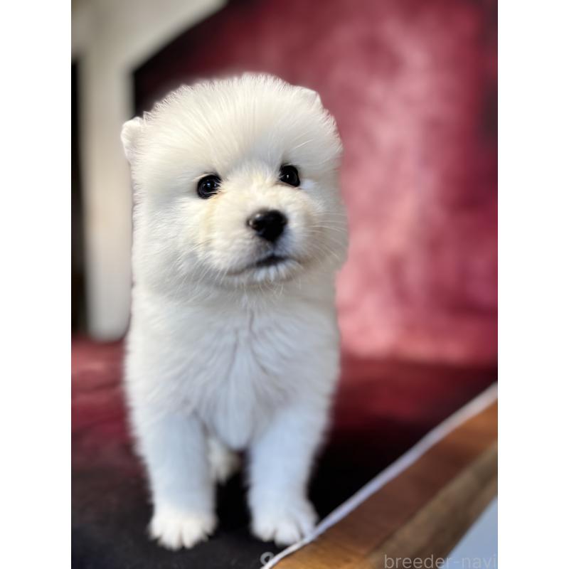 販売中の埼玉県のサモエド-456347の6枚目