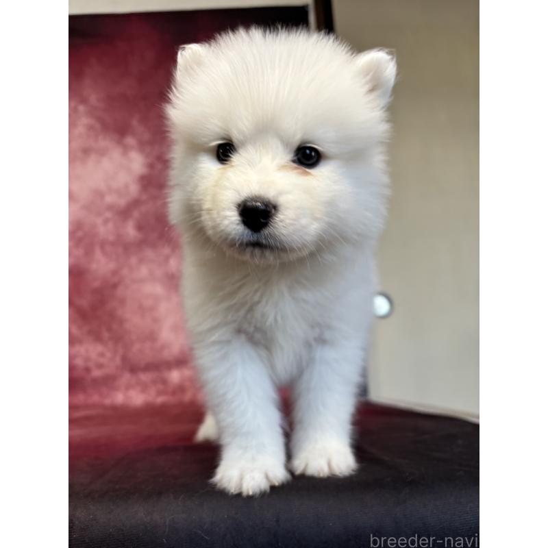 販売中の埼玉県のサモエド-456347の5枚目