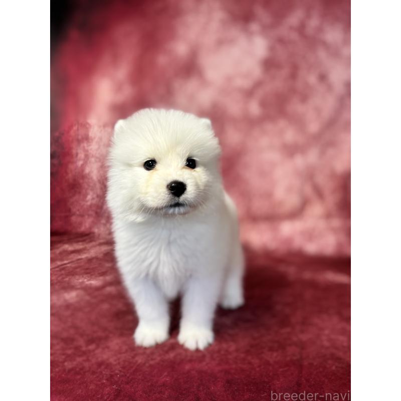 販売中の埼玉県のサモエド-456347の4枚目