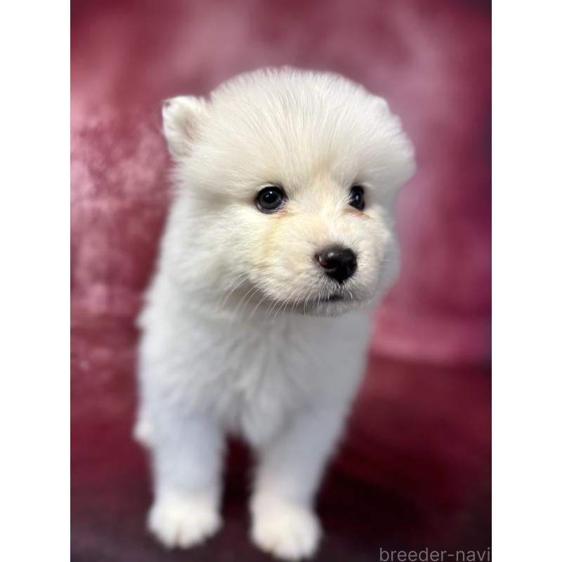 販売中の埼玉県のサモエド-456347の3枚目