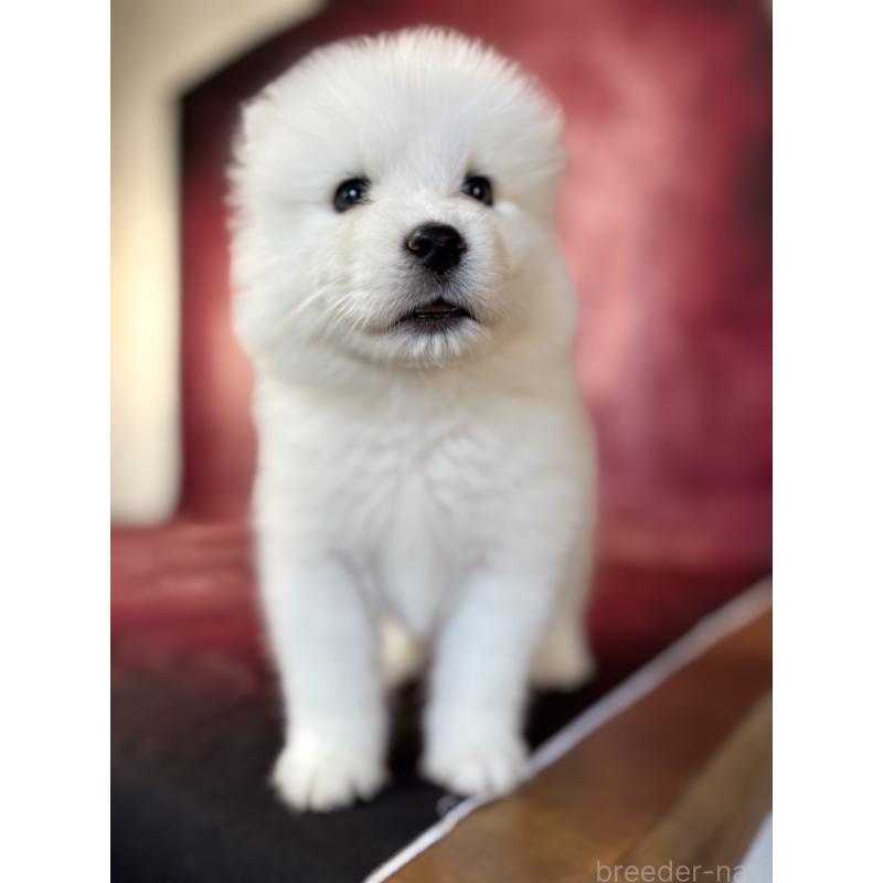 販売中の埼玉県のサモエド-456347の2枚目