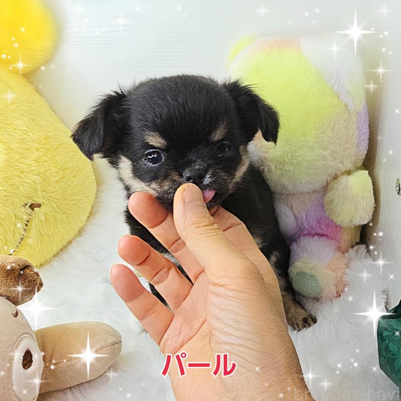 販売中の東京都のチワワ(ロングコート)-261514の5枚目