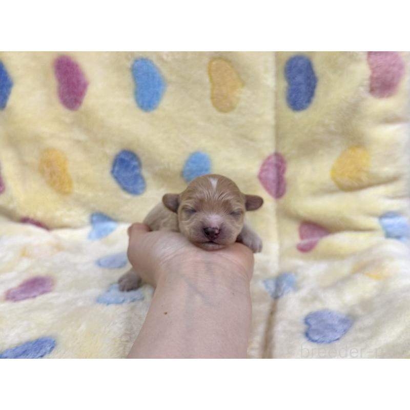 販売中の愛知県のマルプー:マルチーズ×トイプードル-456348の7枚目