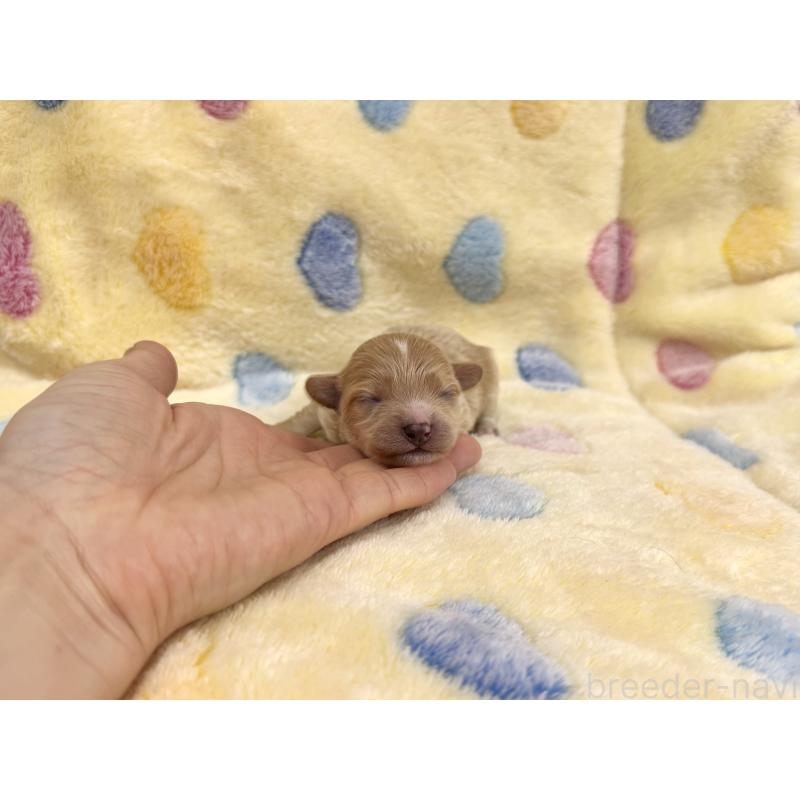 販売中の愛知県のマルプー:マルチーズ×トイプードル-456348の6枚目